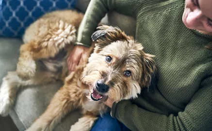 A pet owner and a dog sitting on a couch