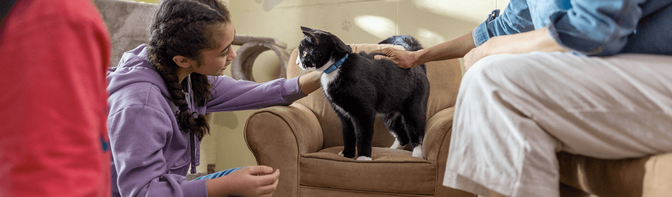 A young girl with a cat on a couch