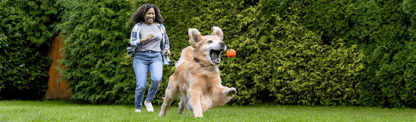 A pet owner and a dog catching a ball in a park