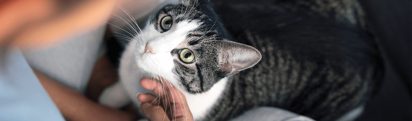 A cat sitting on a couch with pet owner