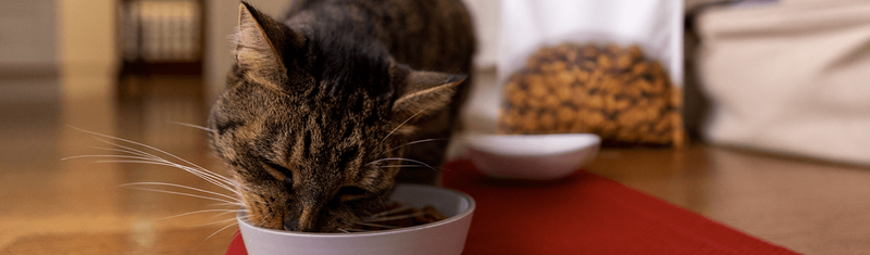 A cat eating Hill's Pet cat food from a bowl